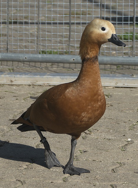 奖金
