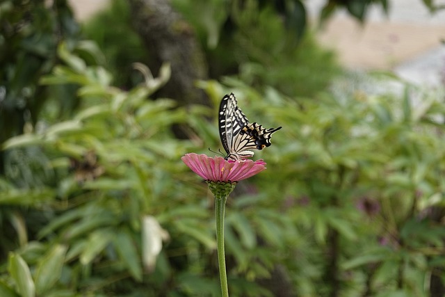 汤普森